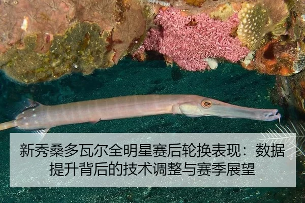 新秀桑多瓦尔全明星赛后轮换表现：数据提升背后的技术调整与赛季展望